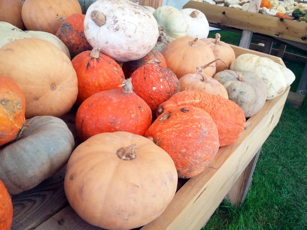 Pumpkin Patch | Not Your Average Dairy Queen