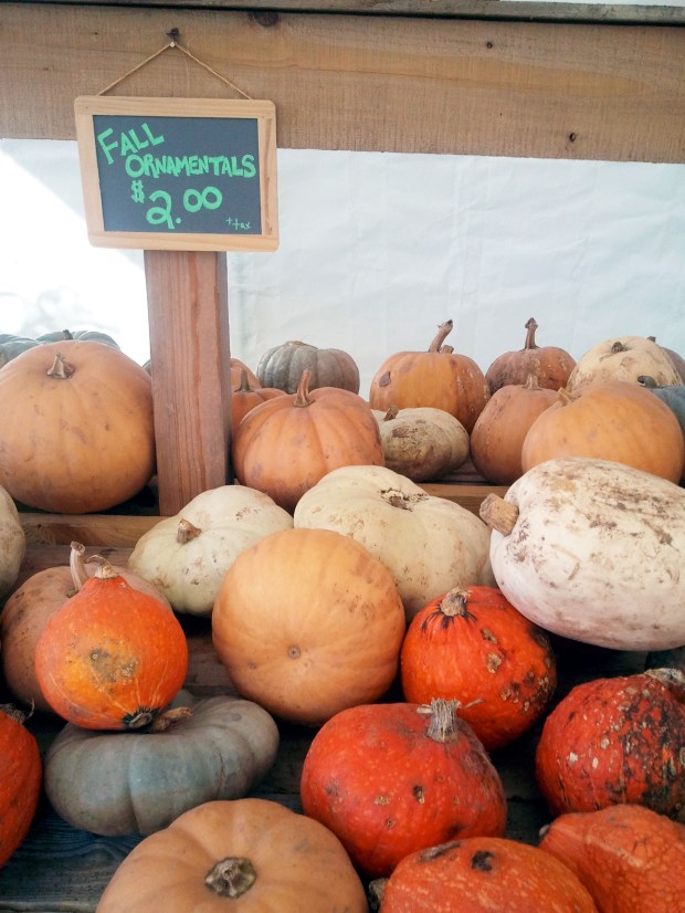 Pumpkin Patch | Not Your Average Dairy Queen