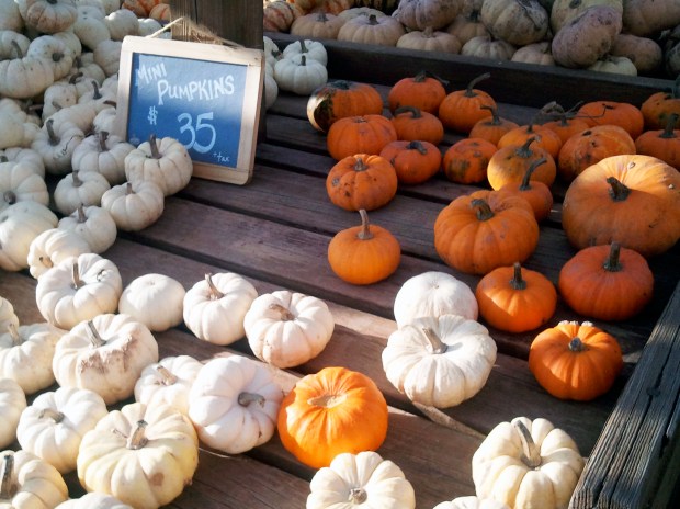 Pumpkin Patch | Not Your Average Dairy Queen