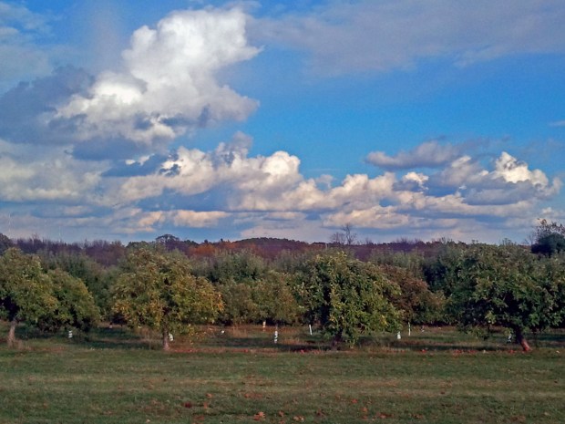 Pumpkin Patch | Not Your Average Dairy Queen