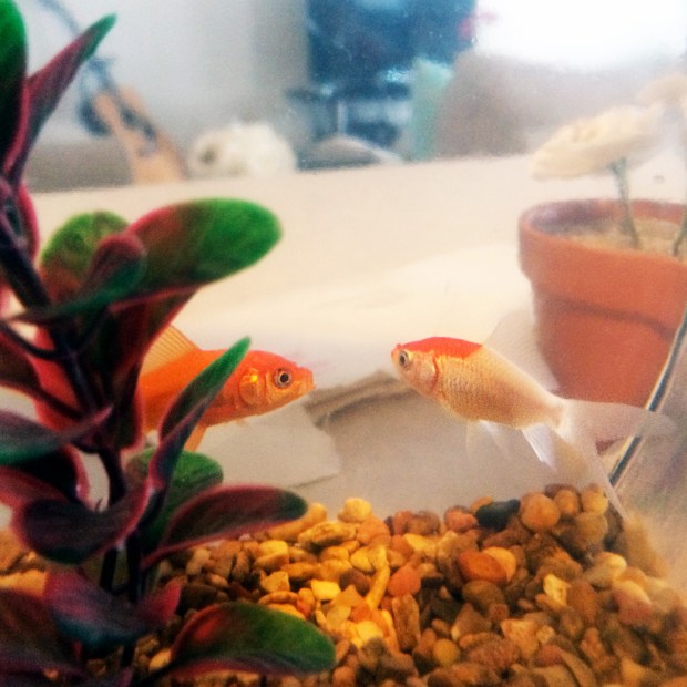 Friday Favorites | Not Your Average Dairy Queen