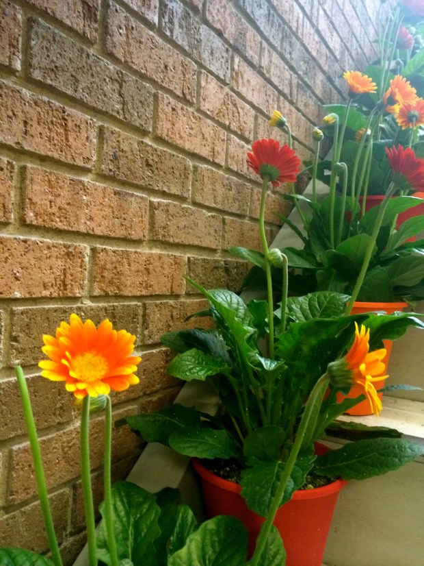 Friday Favorites | Not Your Average Dairy Queen