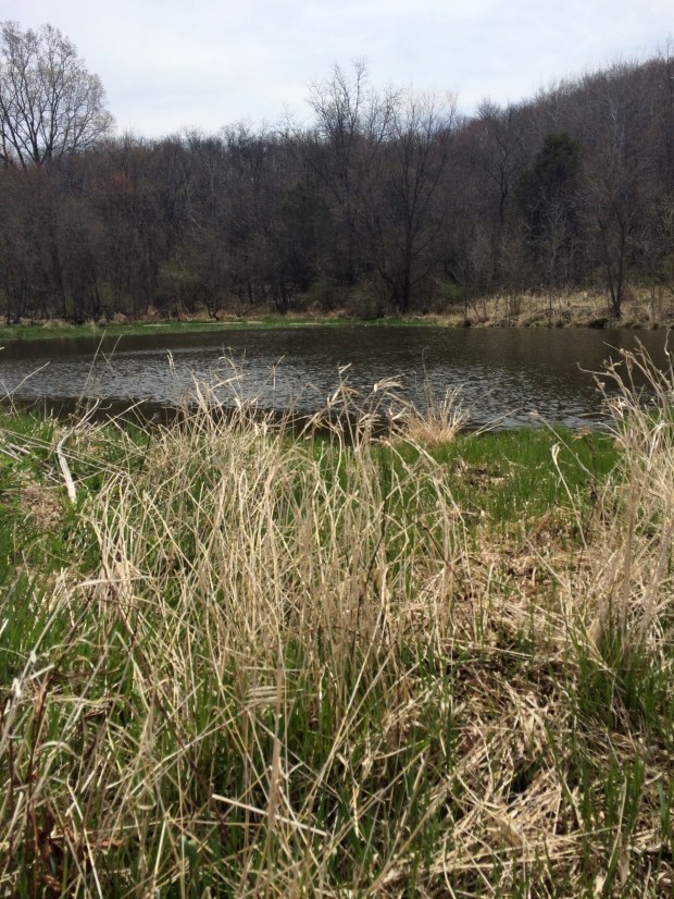 Friday Favorites | Beauty and Blooms