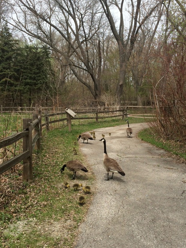 Nature Walk | Beauty and Blooms