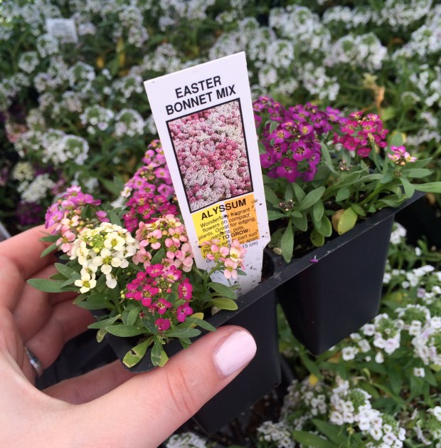 Friday Favorites | Beauty and Blooms