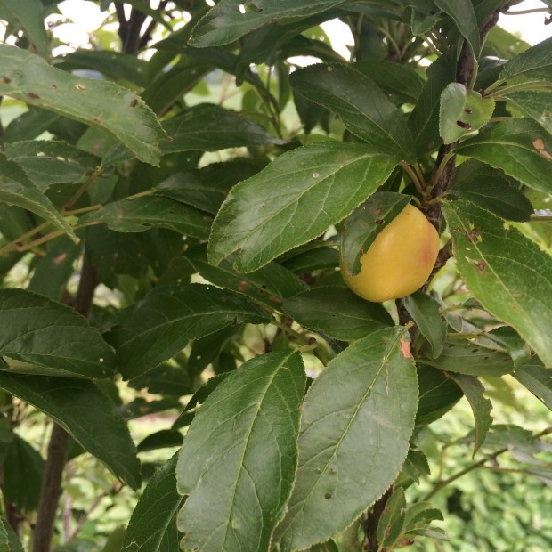 Friday Favorites | Beauty and Blooms