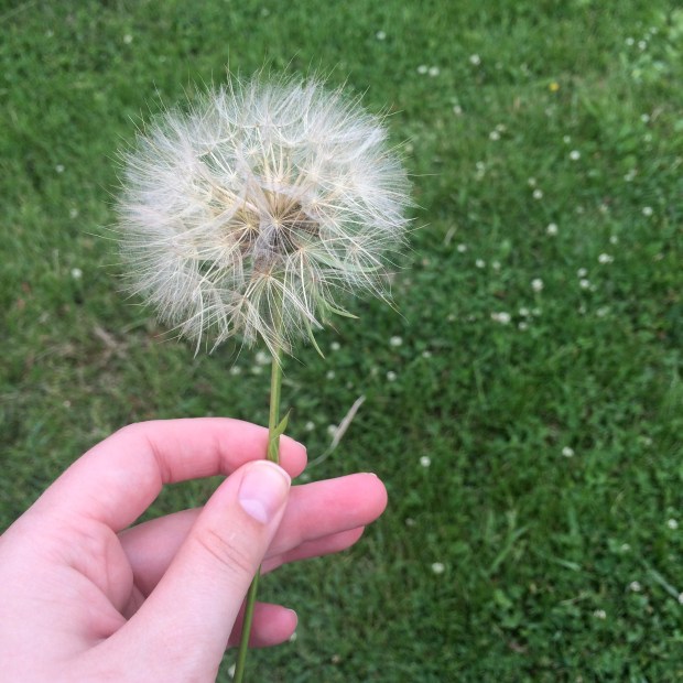 Friday Favorites | Beauty and Blooms