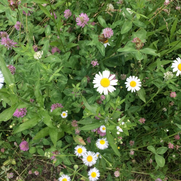 Indian Lake | Beauty and Blooms