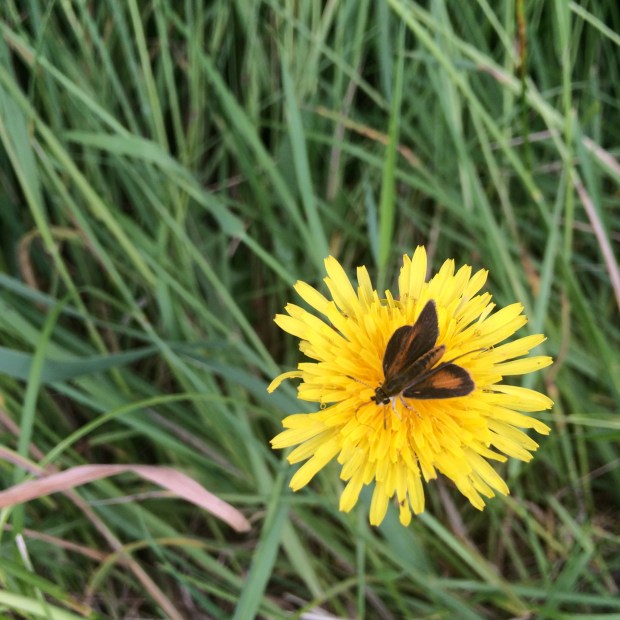 Indian Lake | Beauty and Blooms