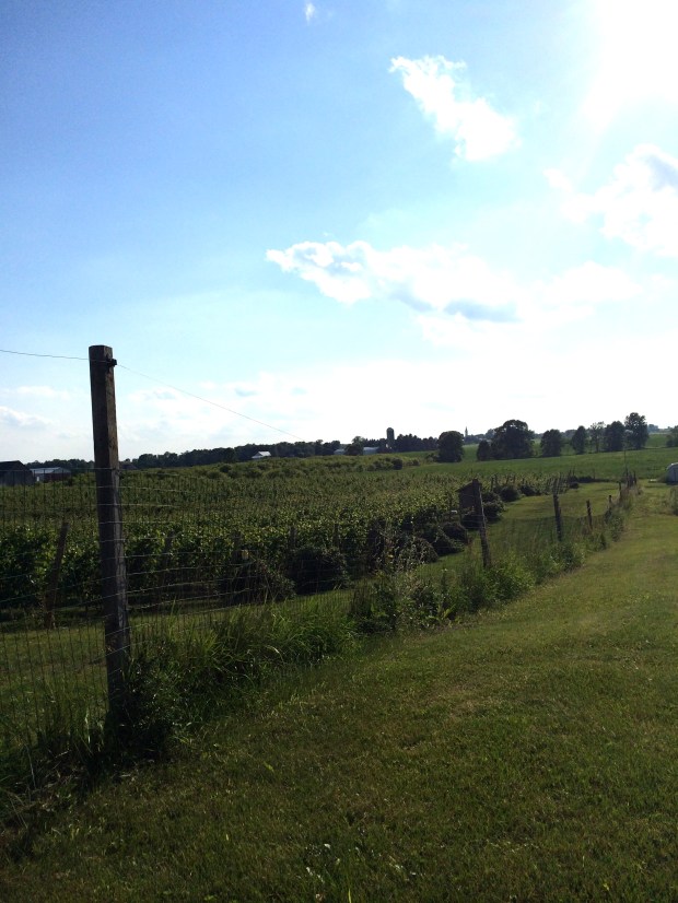 Music in the Vineyard | Beauty and Blooms