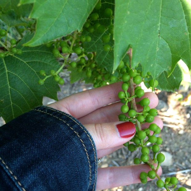 Music in the Vineyard | Beauty and Blooms