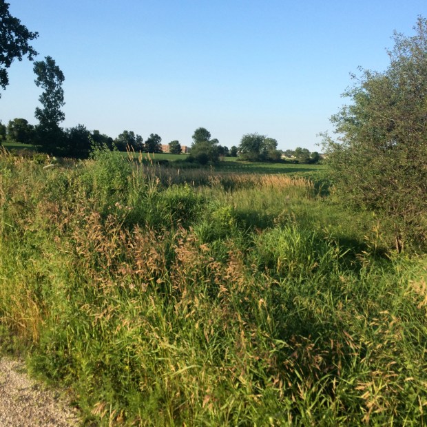 Friday Favorites | Beauty and Blooms