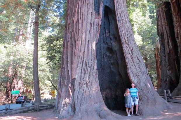 Honeymoon: Big Basin State Park