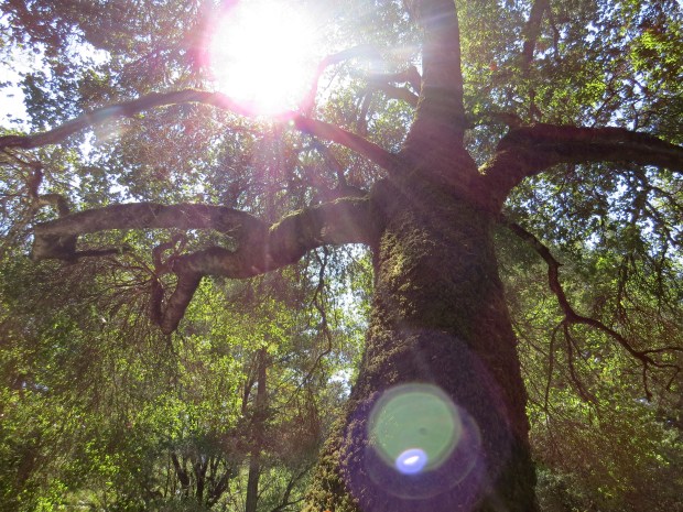 Honeymoon: Big Basin State Park