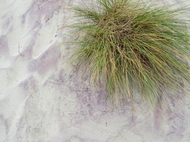 Honeymoon : Big Sur | Beauty and Blooms