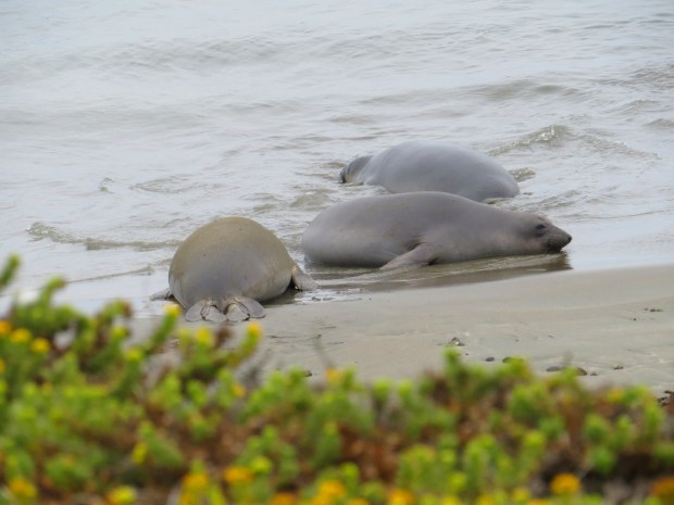 Honeymoon: Hearst Castle | Beauty and Blooms