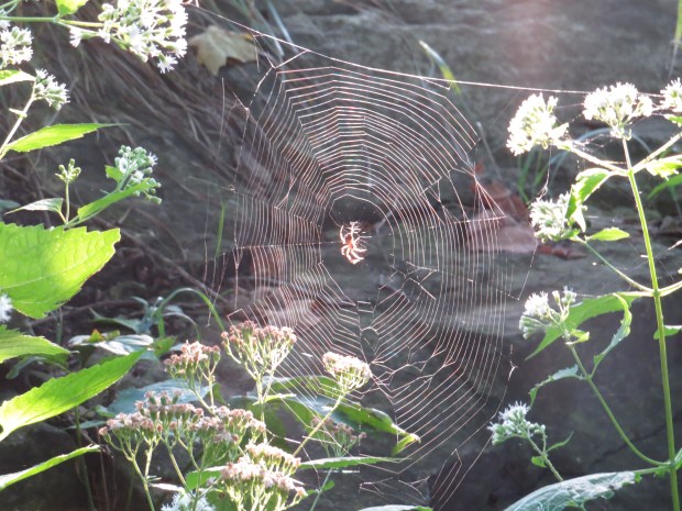 High Cliff State Park | Beauty and Blooms