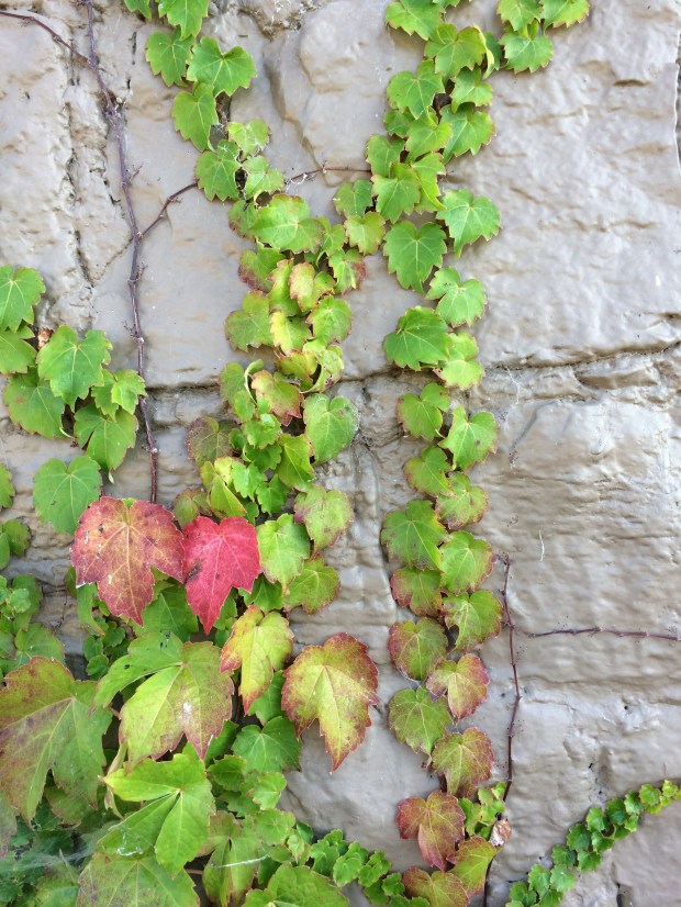 Friday Favorites | Beauty and Blooms