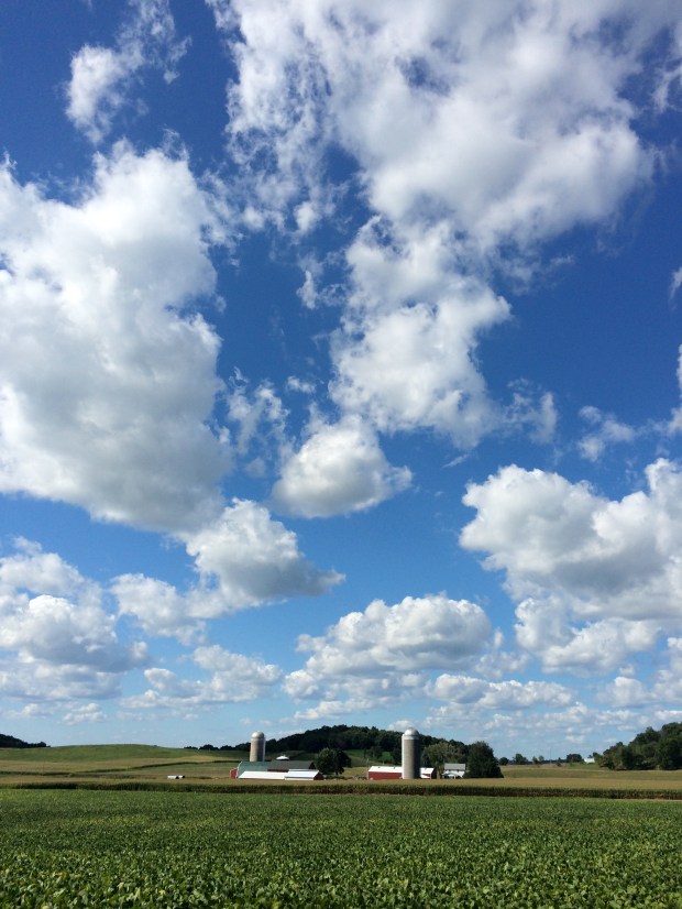 Friday Favorites | Beauty and Blooms