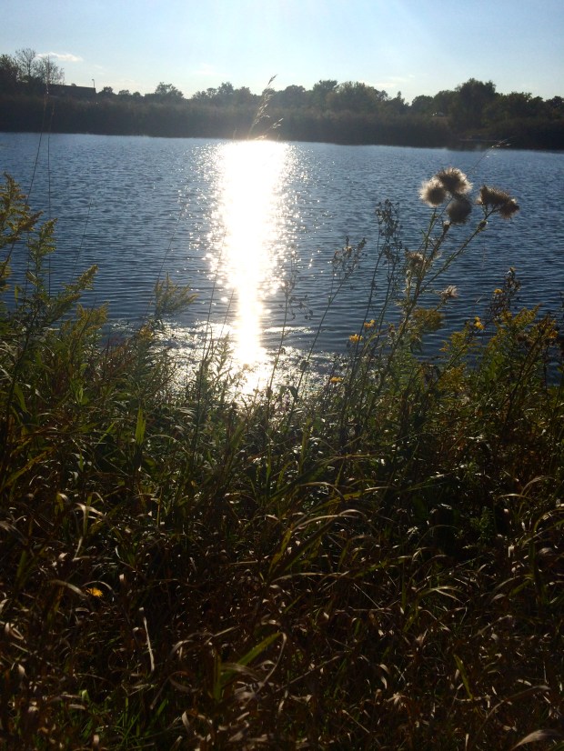 Friday Favorites | Beauty and Blooms