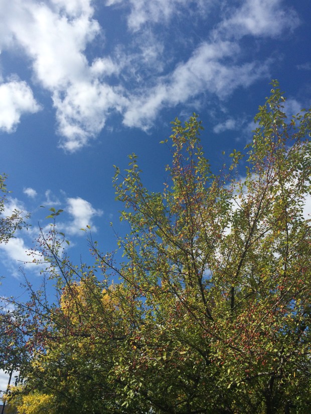 Friday Favorites | Beauty & Blooms