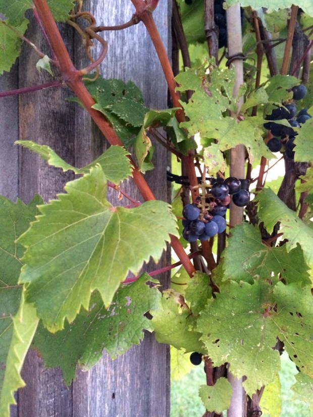 Night at the Vineyard | Beauty and Blooms