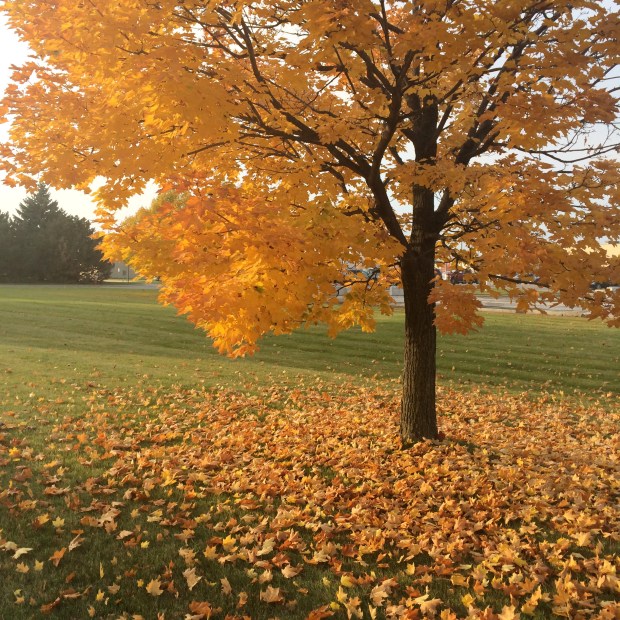 Friday Favorites | Beauty and Blooms