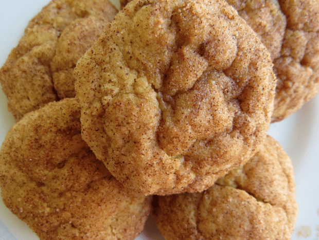 Pumpkin Sinckerdoodle | Beauty and Blooms