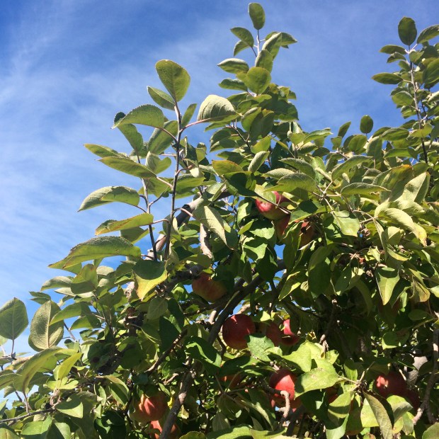 Apple Orchard | Beauty and Blooms