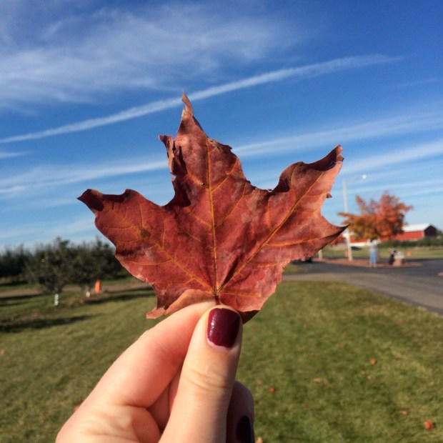 Apple Orchard | Beauty and Blooms