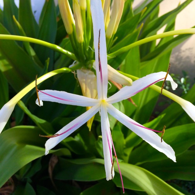 Friday Favorites | Beauty and Blooms