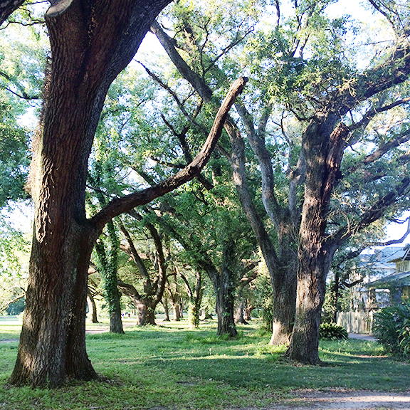 New Orleans Travel Guide!