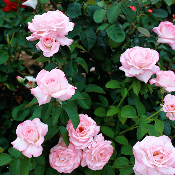 Month in Review: July, 2016